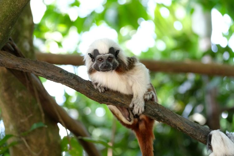 A small Cotton-top Tamarin monkey with a distinctive white crest of hair sitting on a tree branch.